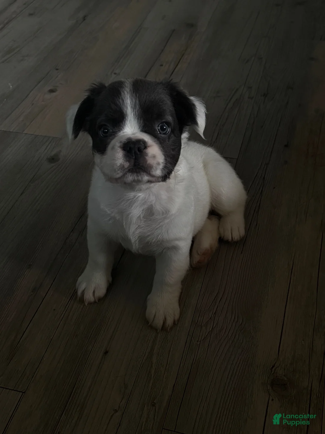 French Bulldog dogs for sale: Ally  - Ad 1