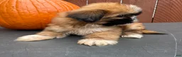 Shih Tzu dogs for sale: Candy - Ad 3