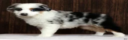 Miniature Australian Shepherd dogs for sale: Stormy - Ad 9
