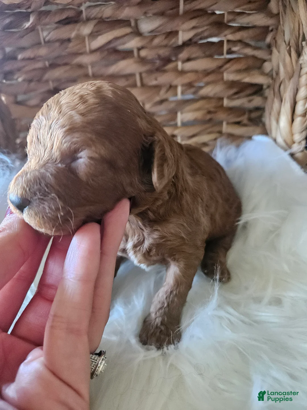 Cavapoo dogs for sale: Gus - Ad 2