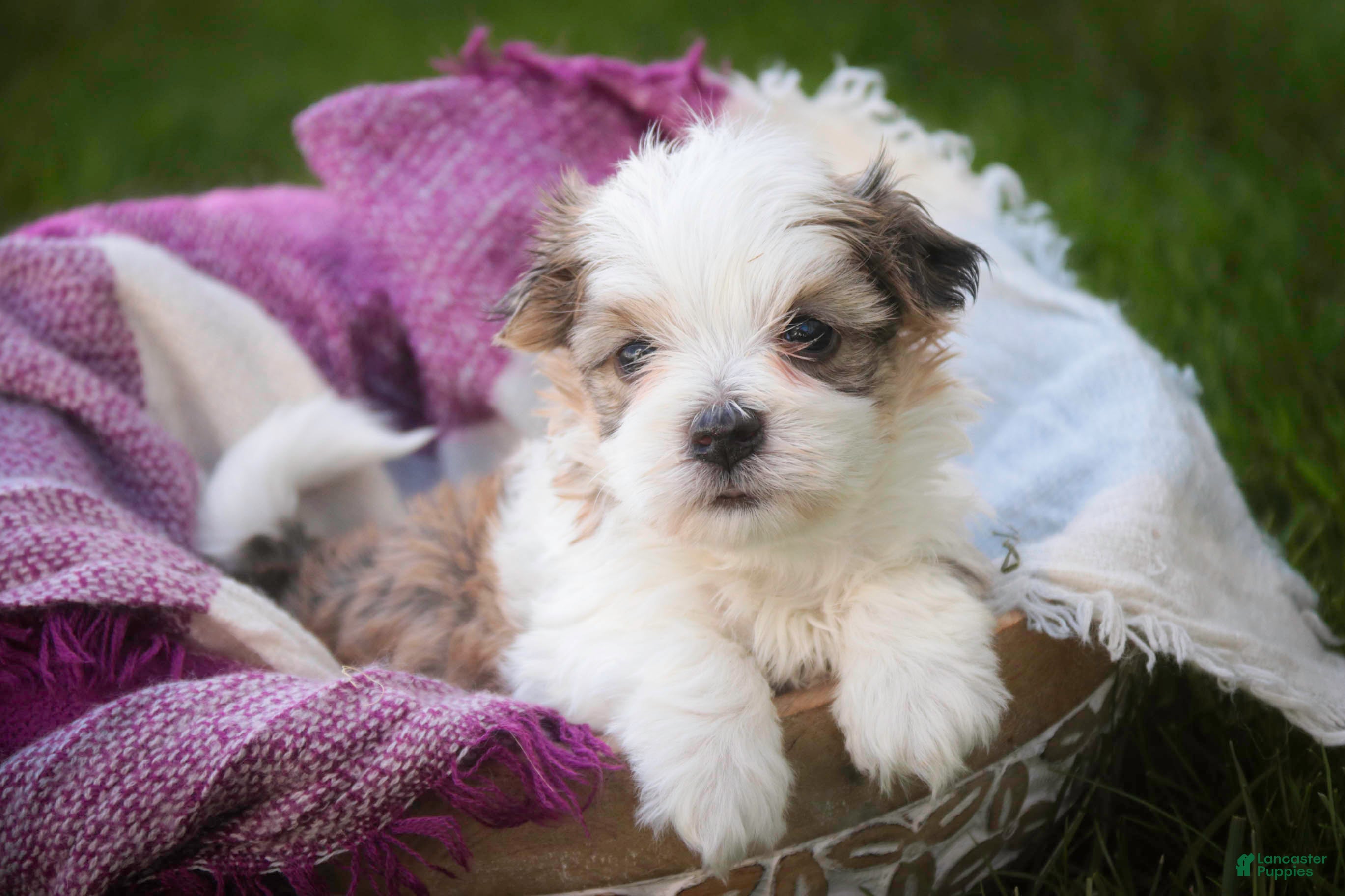Havanese dogs Erma Havanese Puppy  - Ad 2