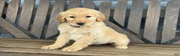 Golden Retriever dogs for sale: Trixie - Ad 2