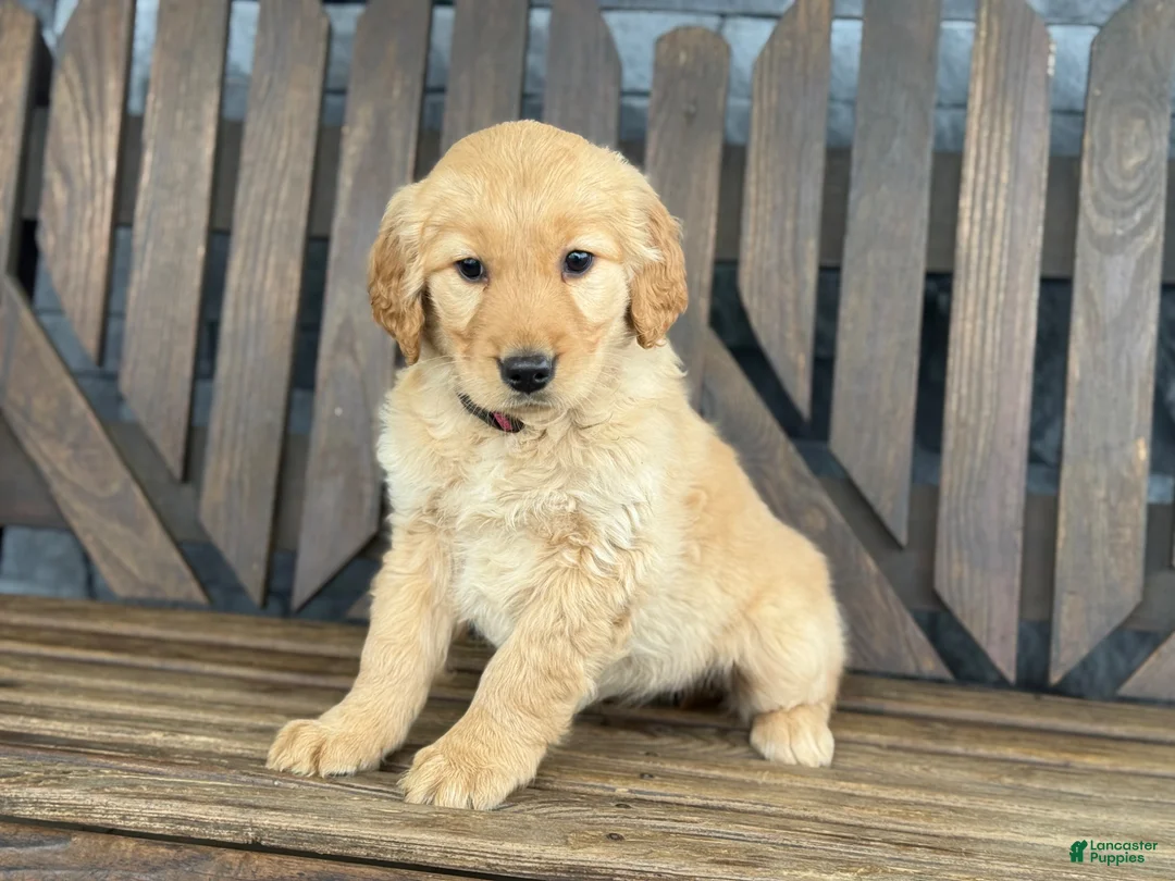 Golden Retriever dogs for sale: Trixie - Ad 2