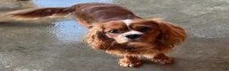 Cavapoo dogs for sale: Bailey - Ad 14