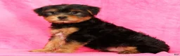Yorkshire Terrier dogs for sale: Connor - Ad 6