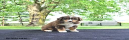 Australian Shepherd dogs for sale: Darcy - Ad 3