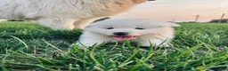 Samoyed dogs for sale: Finn - Ad 7
