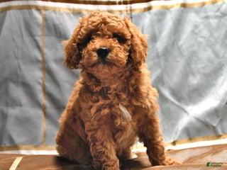 Goldendoodle dogs Jaden - Ad 28