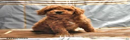 Goldendoodle dogs for sale: Jaden - Ad 6