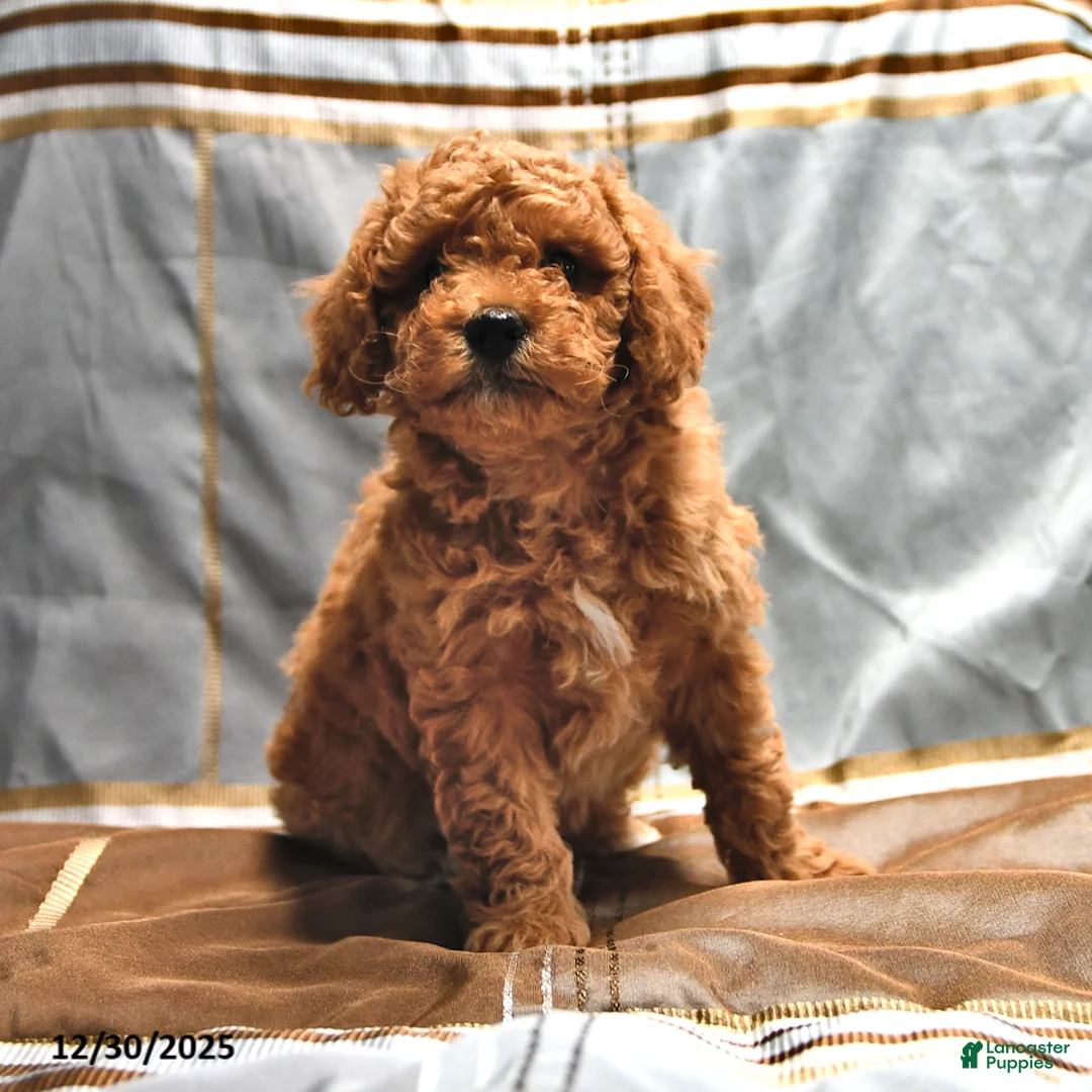 Goldendoodle dogs for sale: Jaden - Ad 6