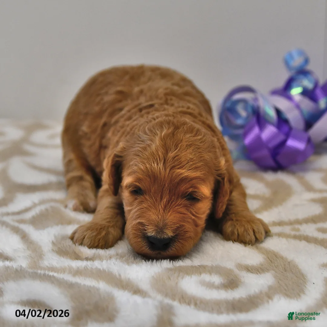 Mini Goldendoodle dogs for sale: Sasha - Ad 2