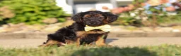 Yorkiepoo dogs for sale: Patter - Ad 4