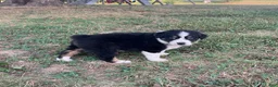 Australian Shepherd dogs for sale: Tracy - Ad 4