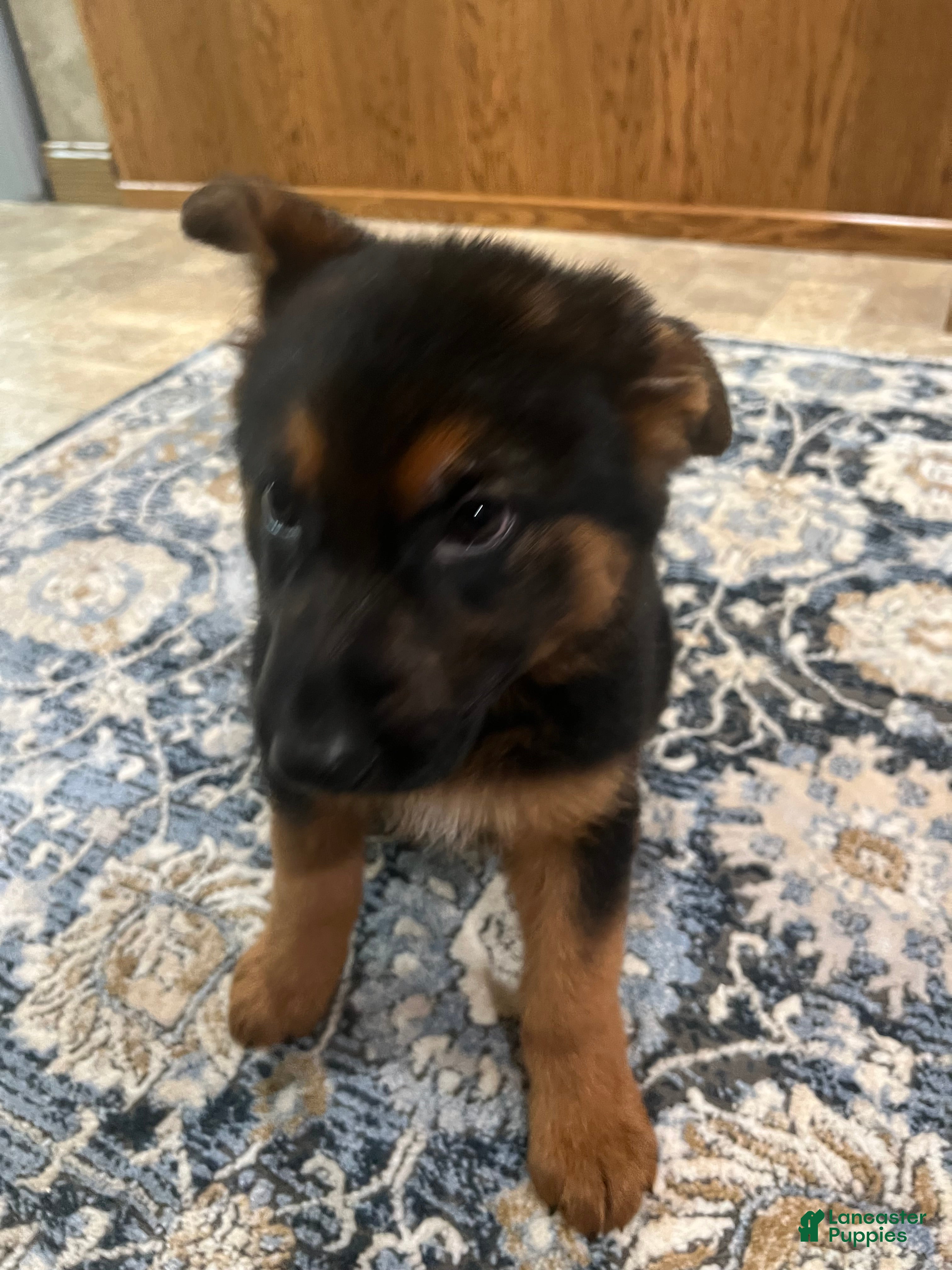 German Shepherd dogs German Shepherd Puppy 8 - Ad 12