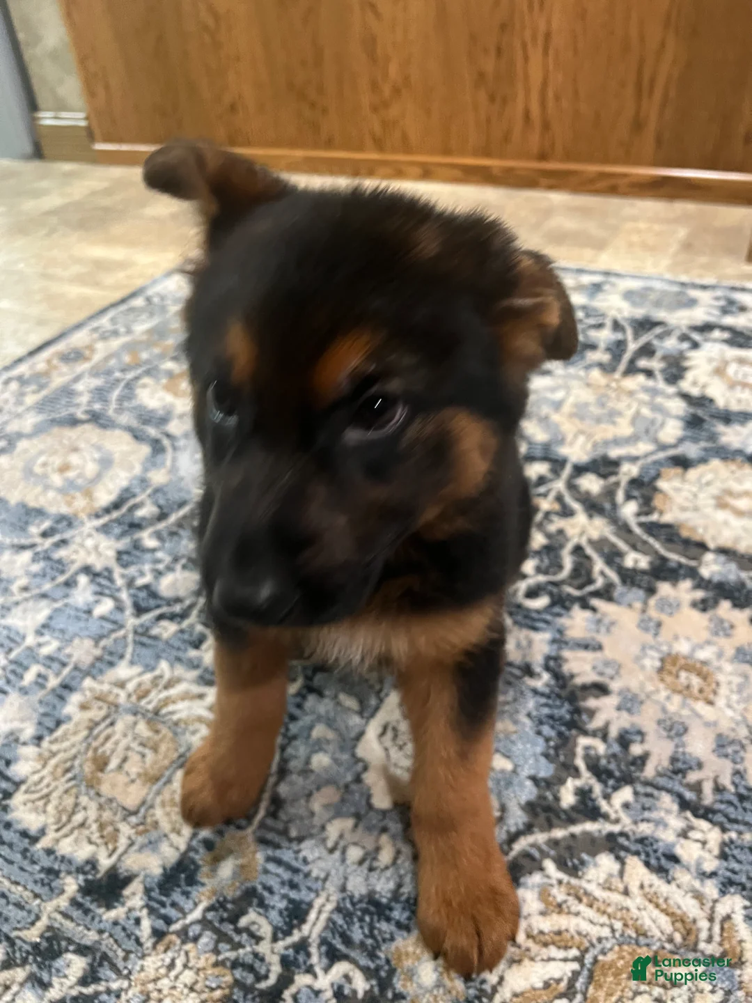 German Shepherd dogs for sale: German Shepherd Puppy 8 - Ad 1