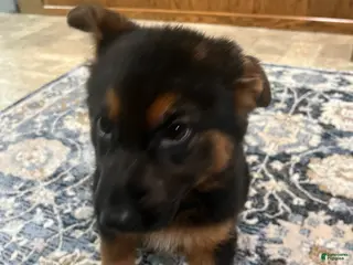 German Shepherd dogs for sale: German Shepherd Puppy 8 - Ad 3