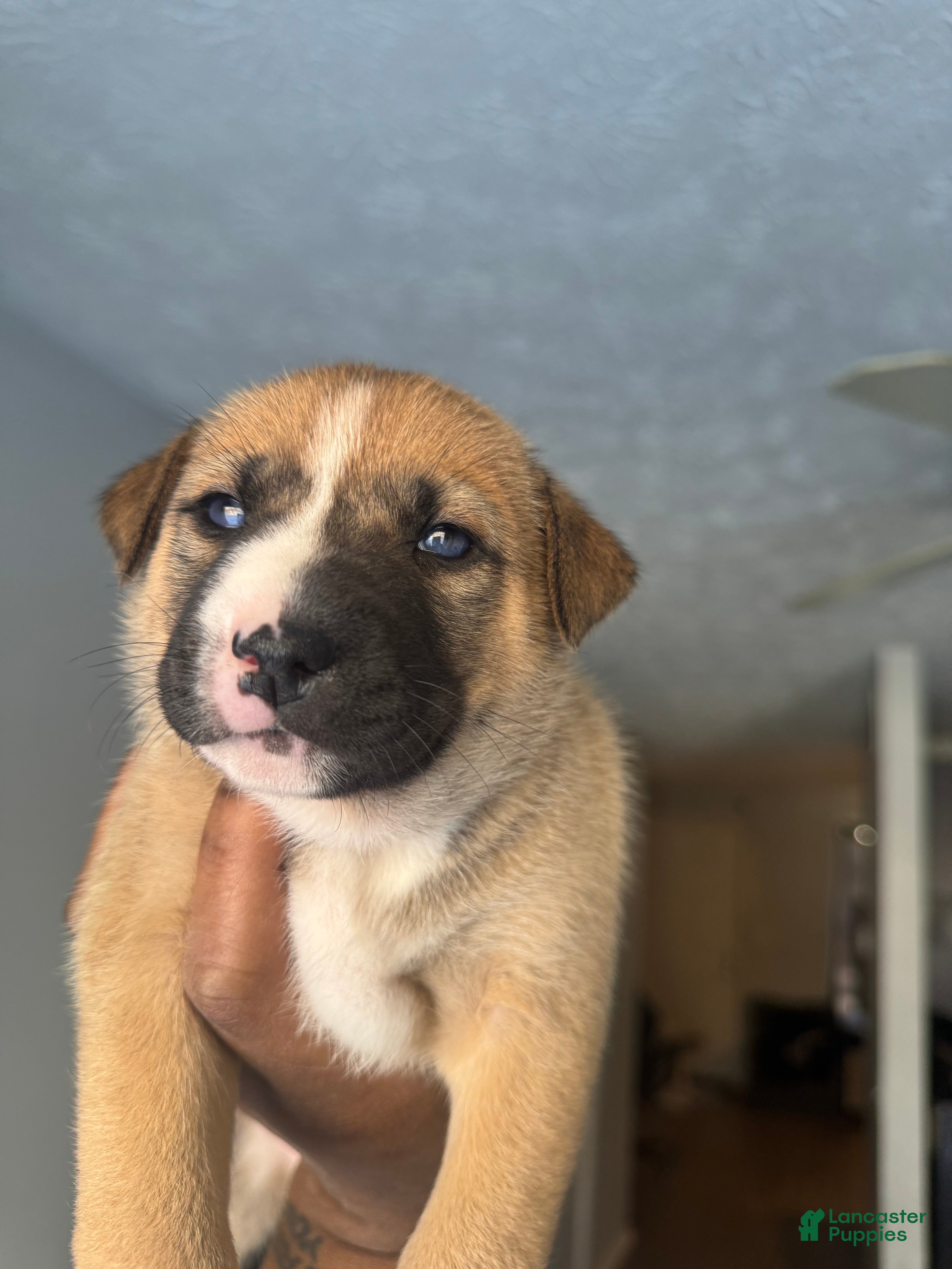 Mixed Breed dogs Mixed Breed Puppy 4 - Ad 11