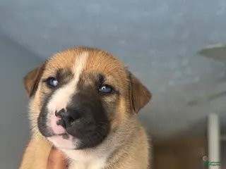Mixed Breed dogs Mixed Breed Puppy 4 - Ad 11