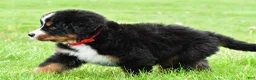 Bernese Mountain Dog dogs for sale: Rick - Ad 5