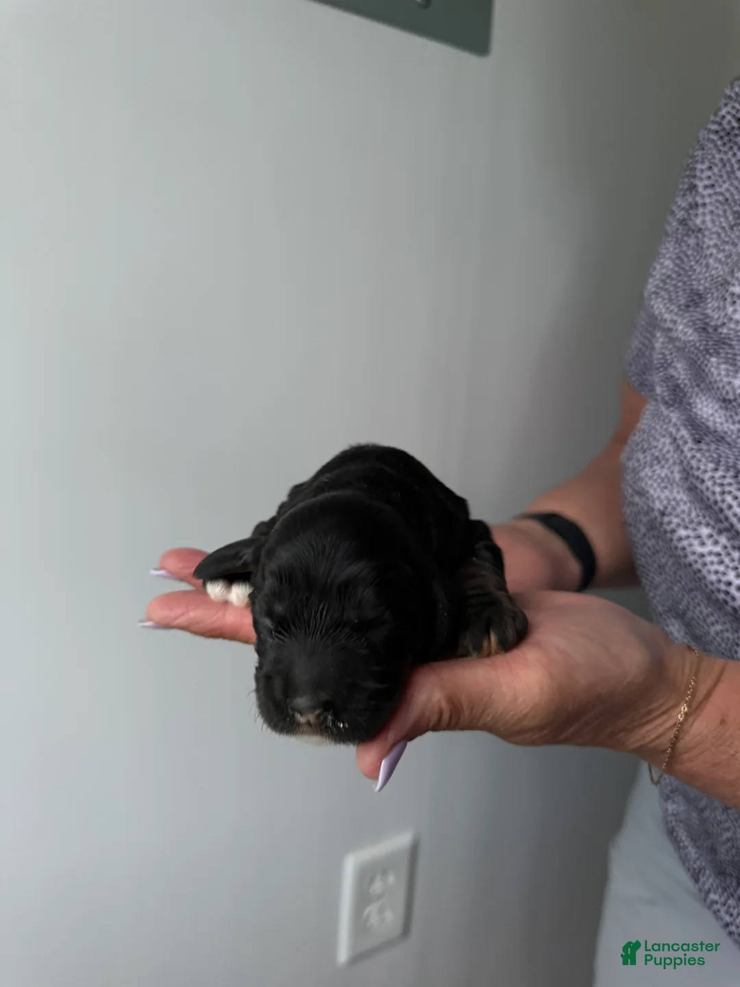 Cocker Spaniel dogs for sale: Ellie - Ad 1