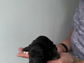 Cocker Spaniel dogs for sale: Ellie - Ad 1