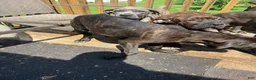 Cane Corso dogs for sale: Shae - Ad 3