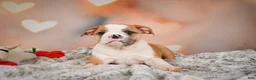 English Bulldog dogs for sale: English Bulldog 1 - Ad 6