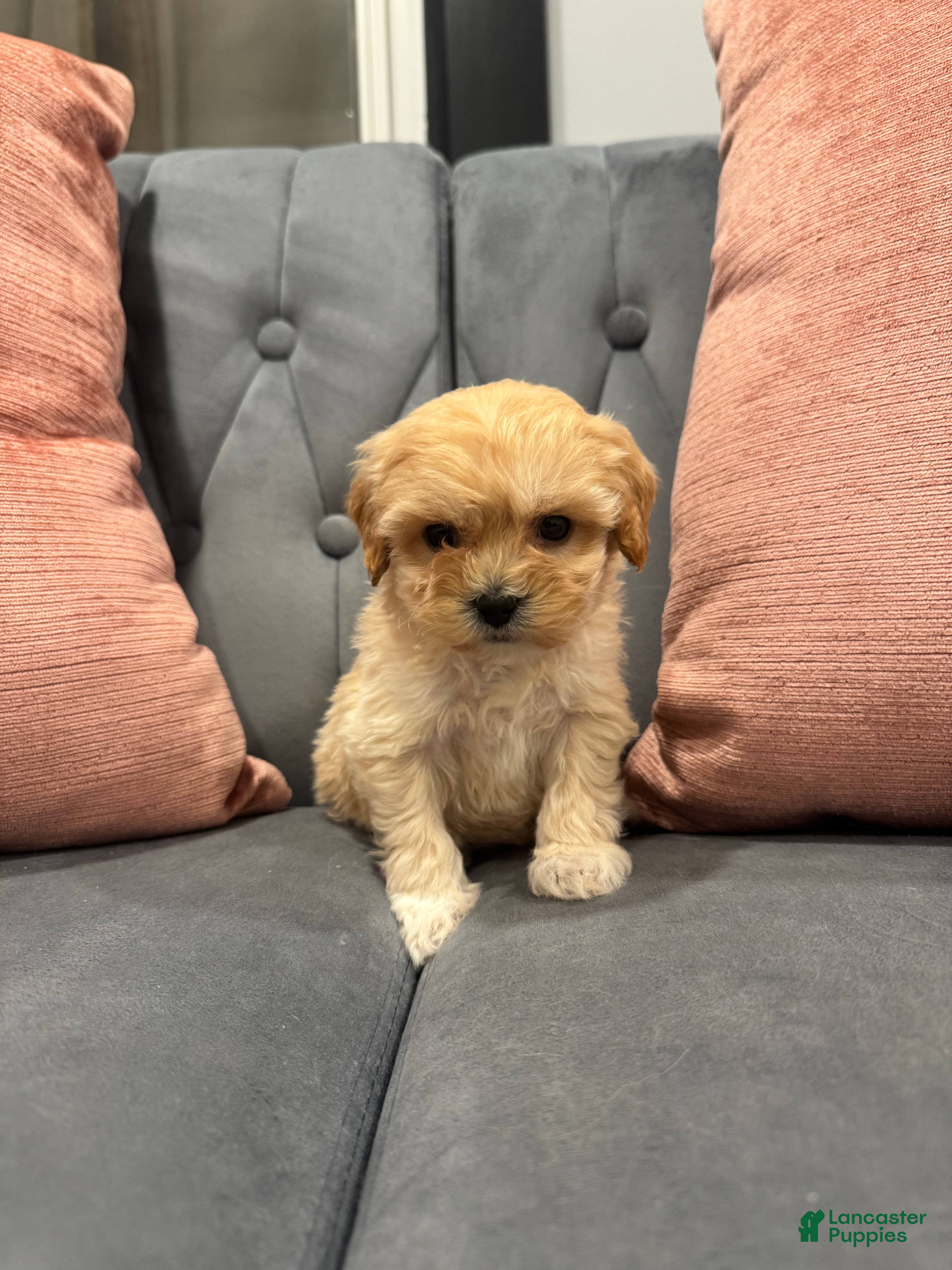 Cavapoo dogs Topper - Ad 24