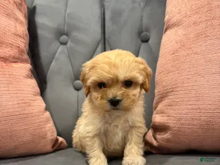 Cavapoo dogs Topper - Ad 24