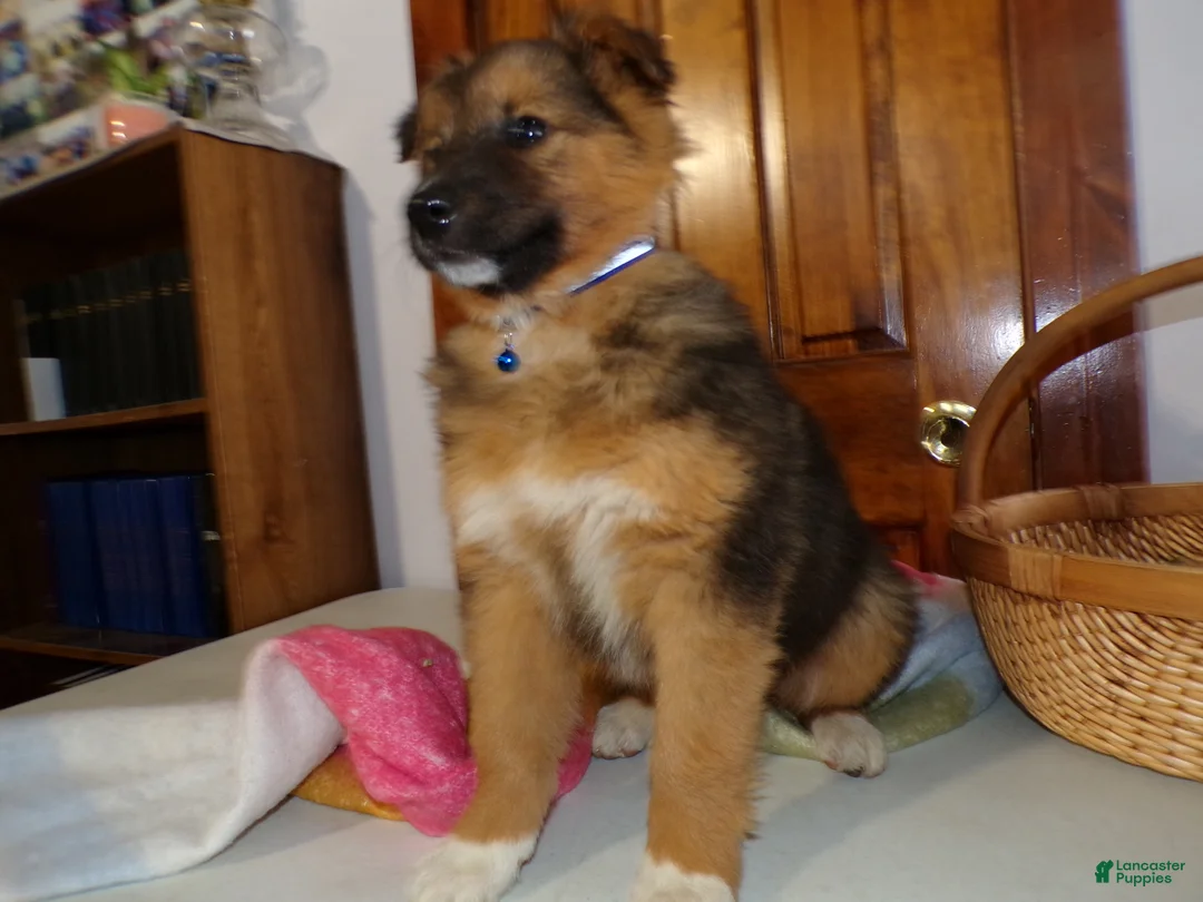 Mixed Breed dogs for sale: Mixed Breed Puppy 8 Jess  - Ad 3