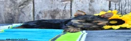 Yorkshire Terrier dogs for sale: Jace - Ad 3