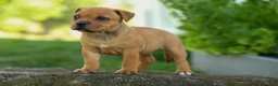 Staffordshire Bull Terrier dogs for sale: Mia Belle 🌸 - Ad 8