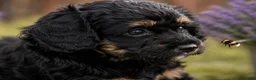 Bernedoodle dogs for sale: Venus - Ad 4
