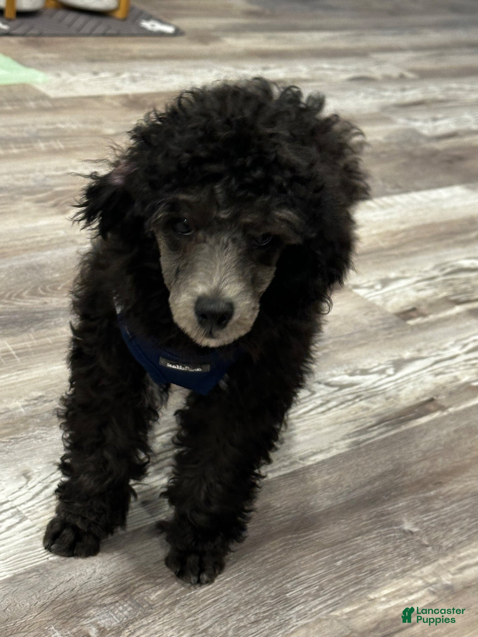 Toy Poodle dogs for sale: Toy Poodle Puppy 1 - Ad 4