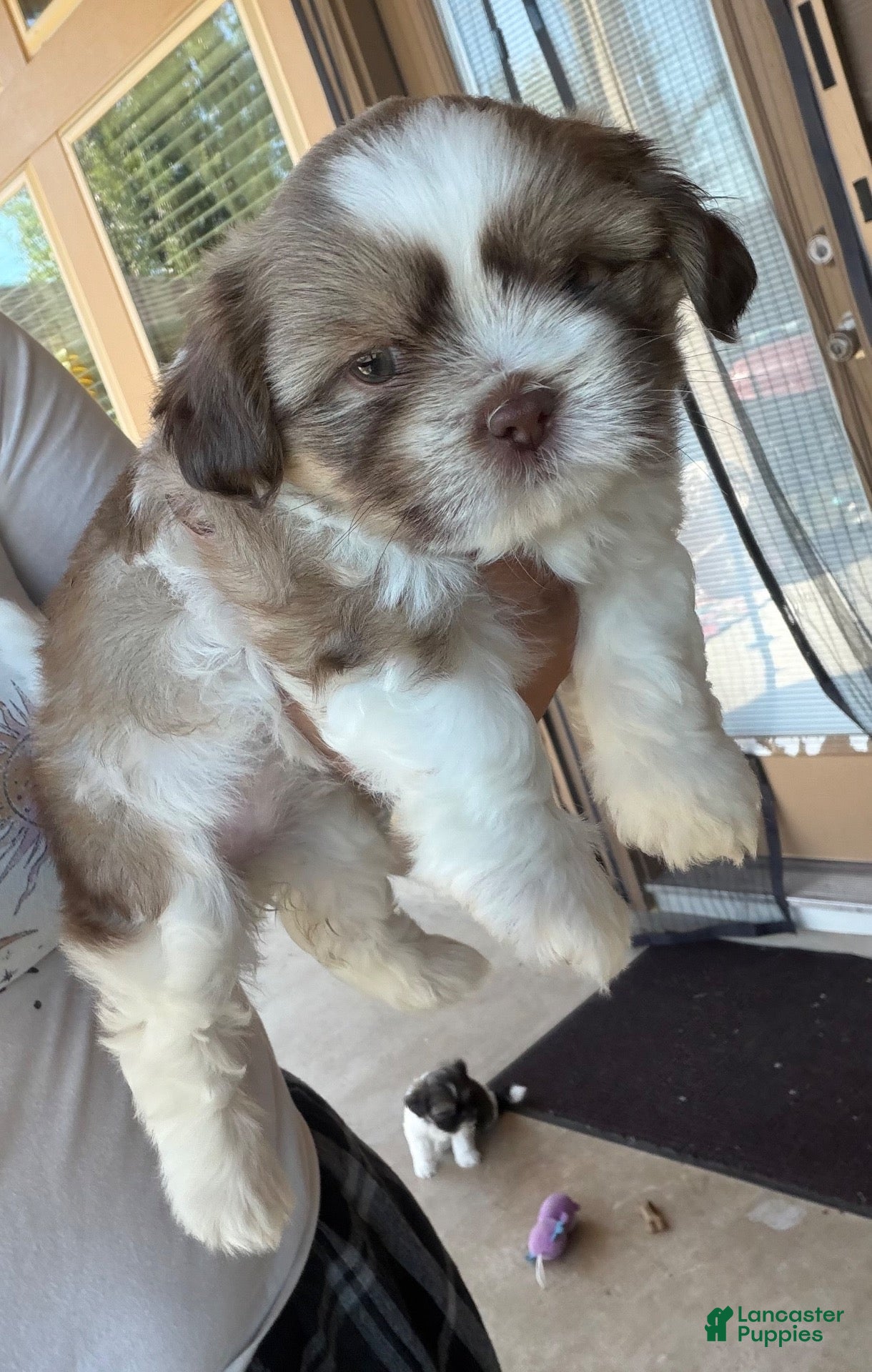 Shih Tzu dogs for sale: Shih Tzu 3 - Ad 15