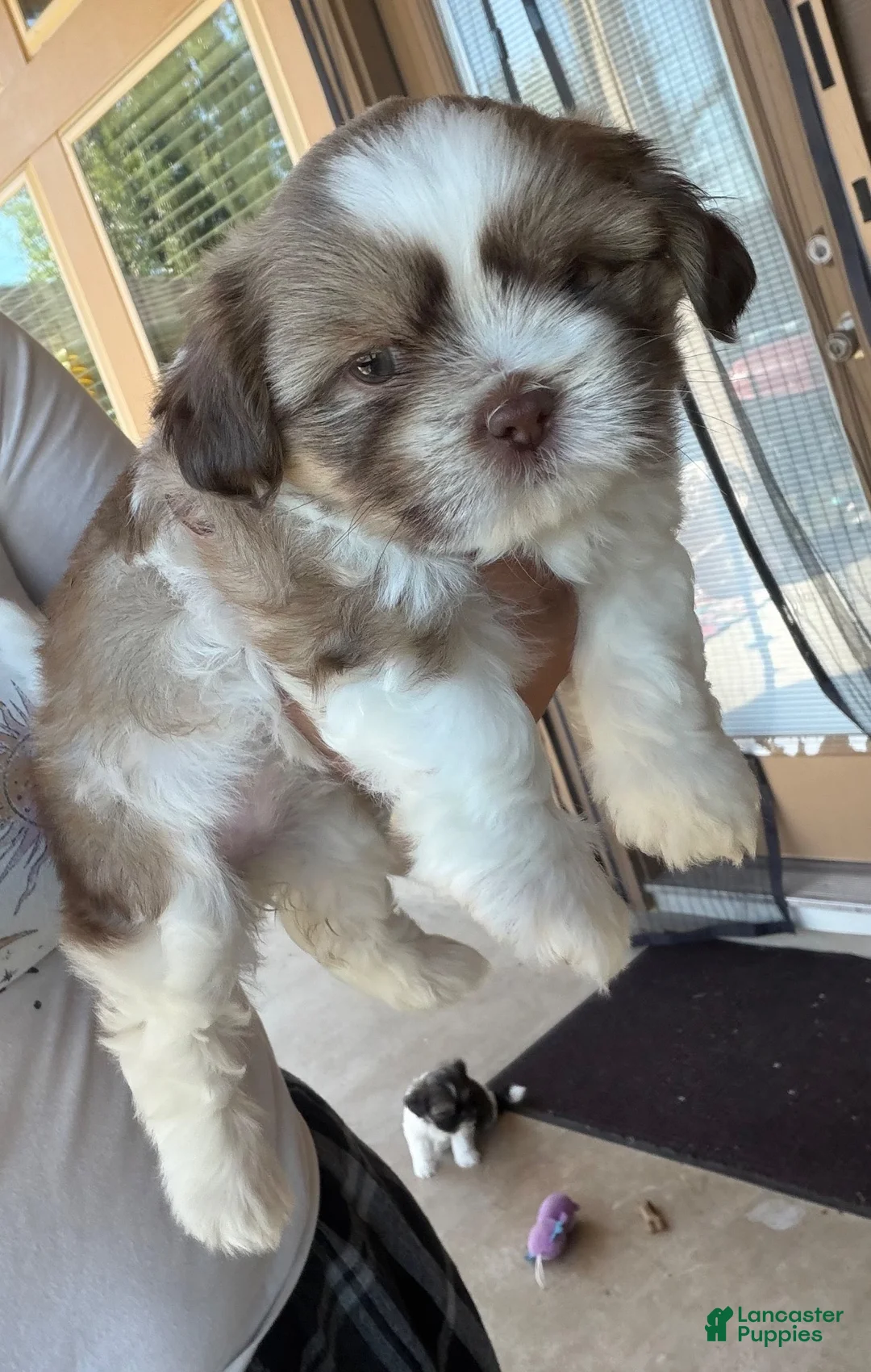 Shih Tzu dogs for sale: Shih Tzu 3 - Ad 1
