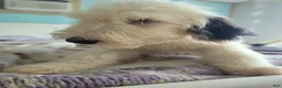 Old English Sheepdog dogs for sale: Old English Sheepdog Puppy 1 - Ad 1