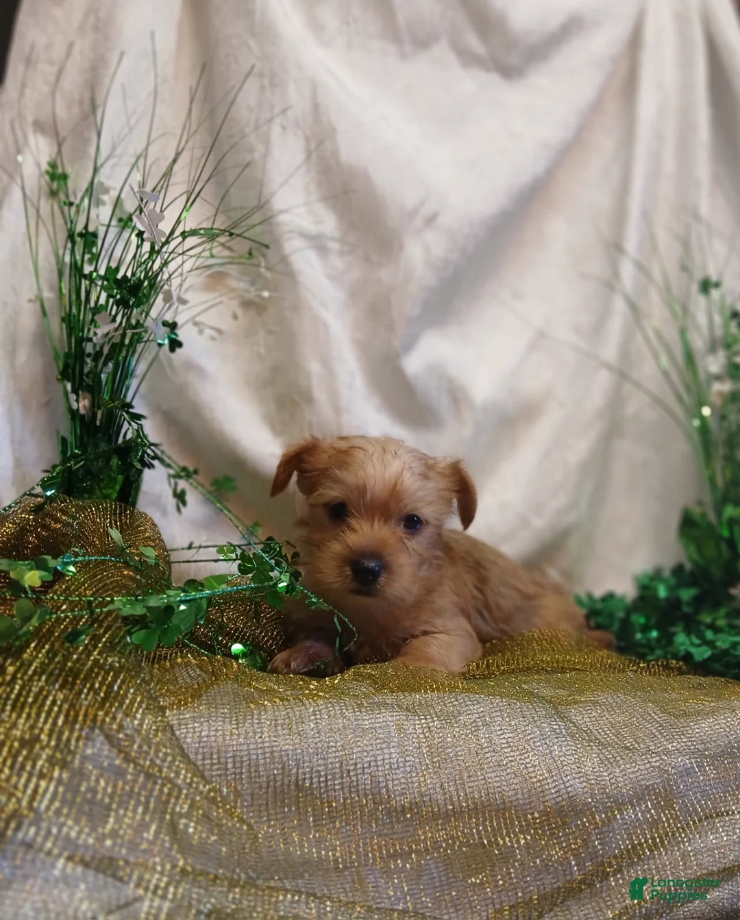 Yorkshire Terrier dogs for sale: TEACUP Bentley - Ad 2