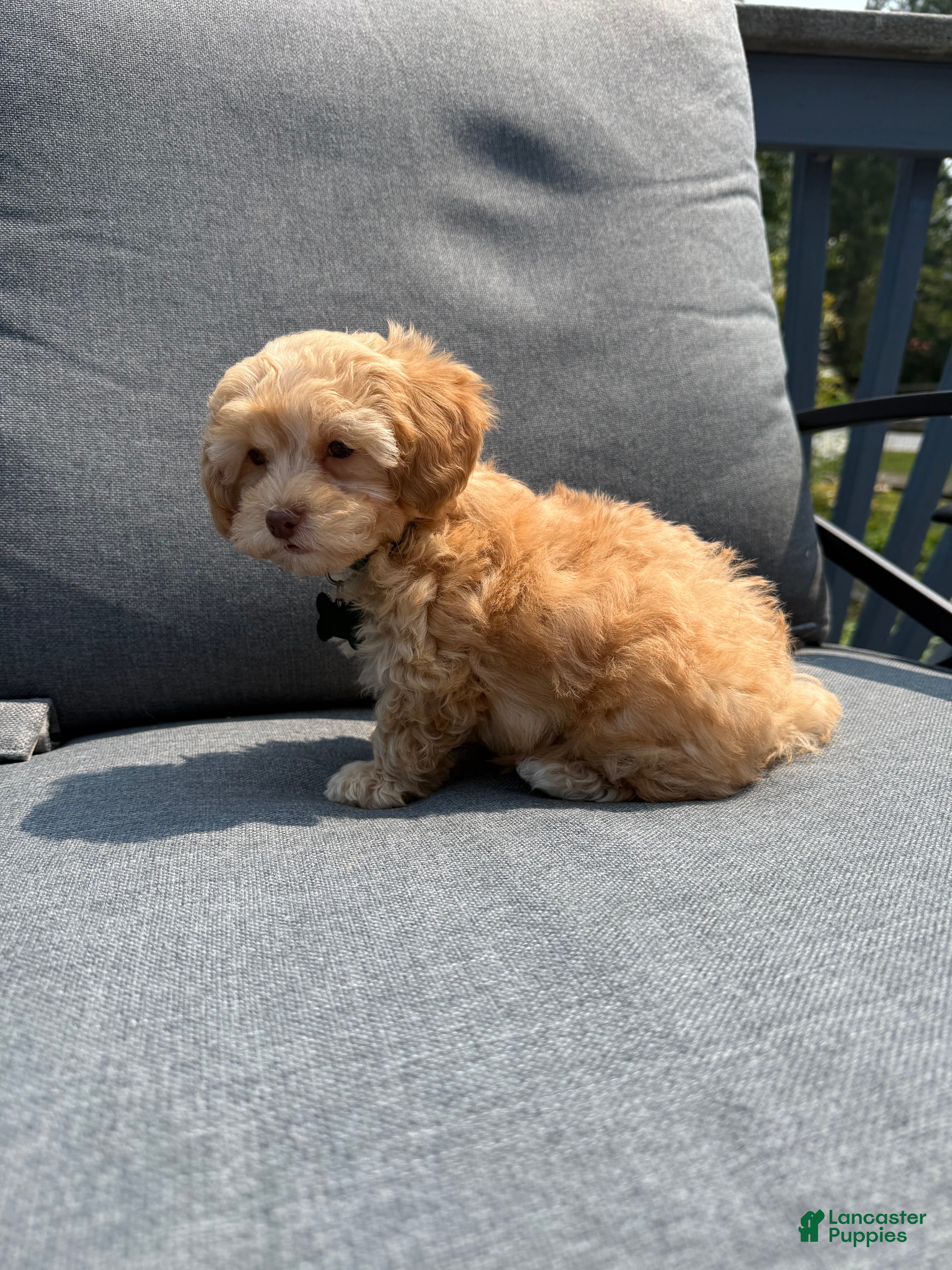 Maltipoo dogs Mr. Marshmello - Ad 2