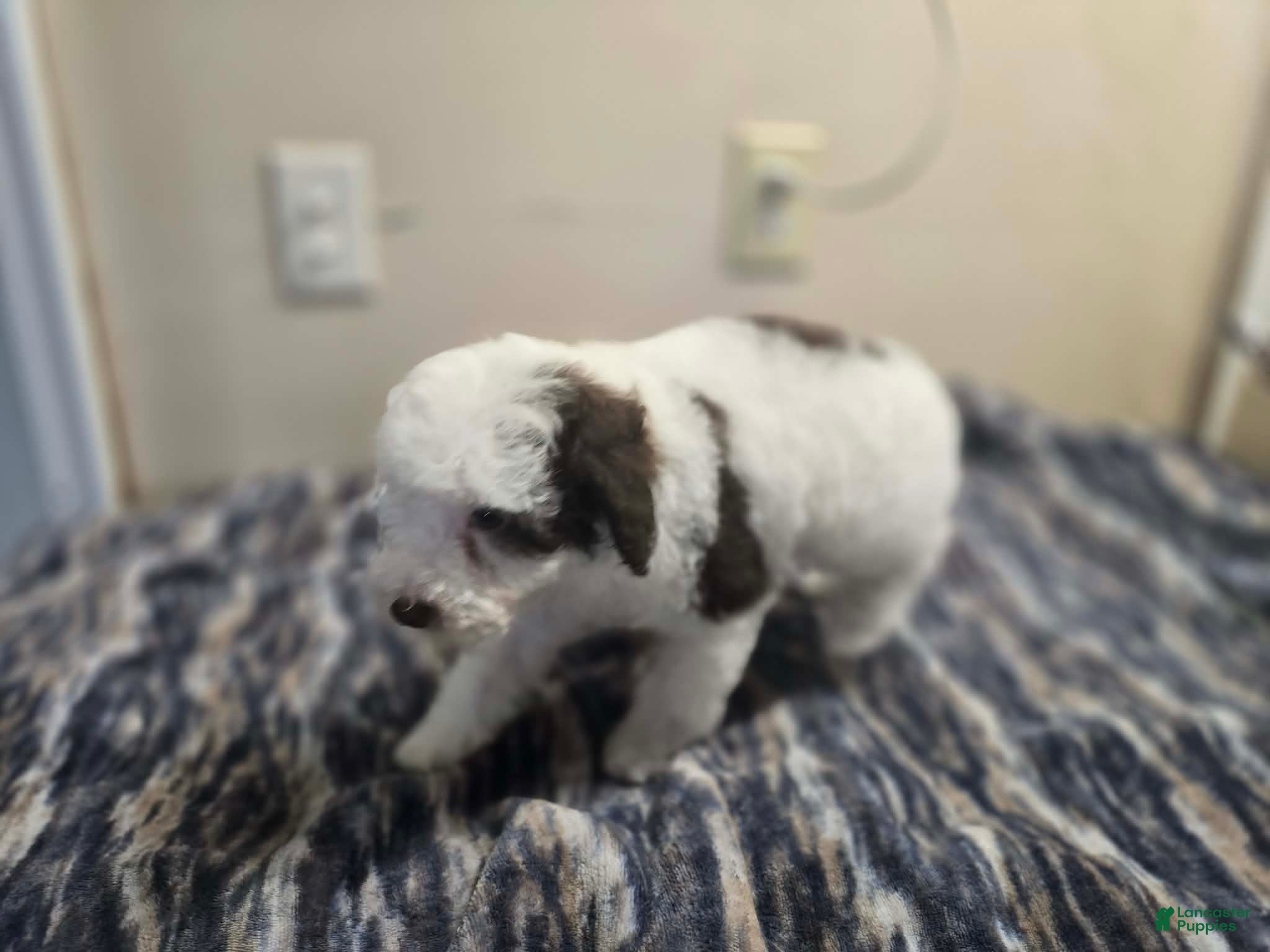 Miniature Poodle dogs MADDIE - Ad 2