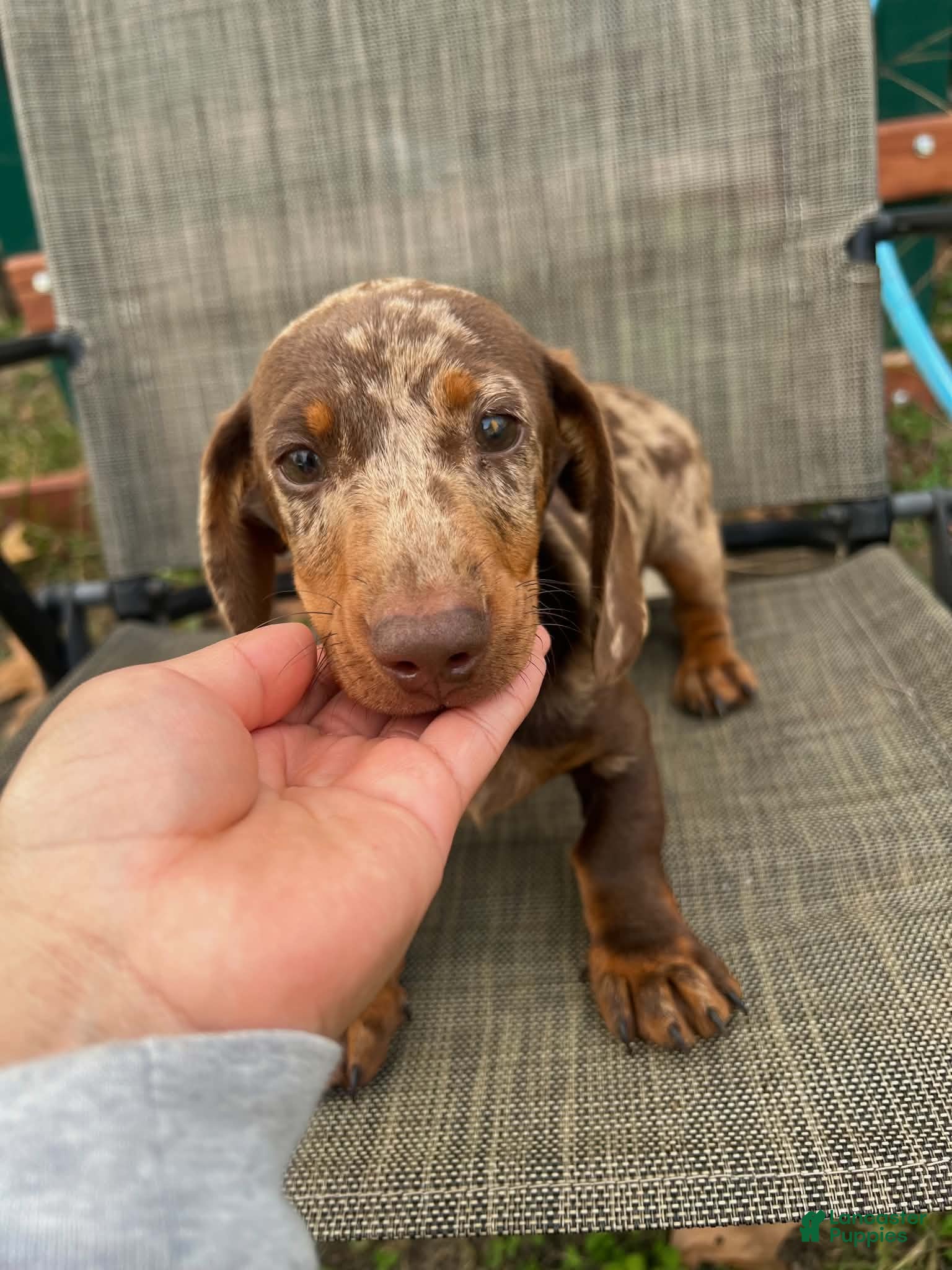 Dachshund dogs for sale: Slinky - Ad 1