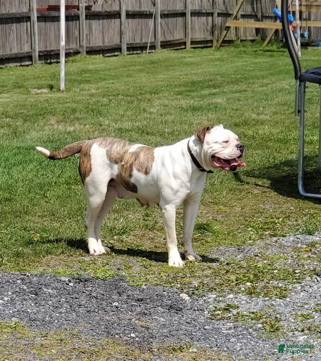 Gallery Image {{count}}