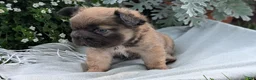 French Bulldog dogs for sale: Olive - Ad 11