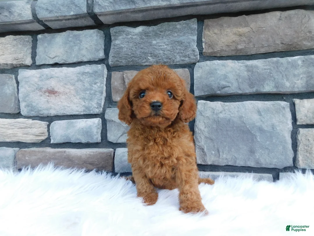 Cavapoo dogs for sale: Izzy - Ad 1