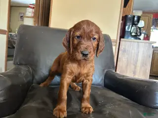 Irish Setter dogs Irish Setter Puppy 7 - Ad 24
