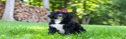 Bernedoodle dogs for sale: Pumpkin - Ad 3