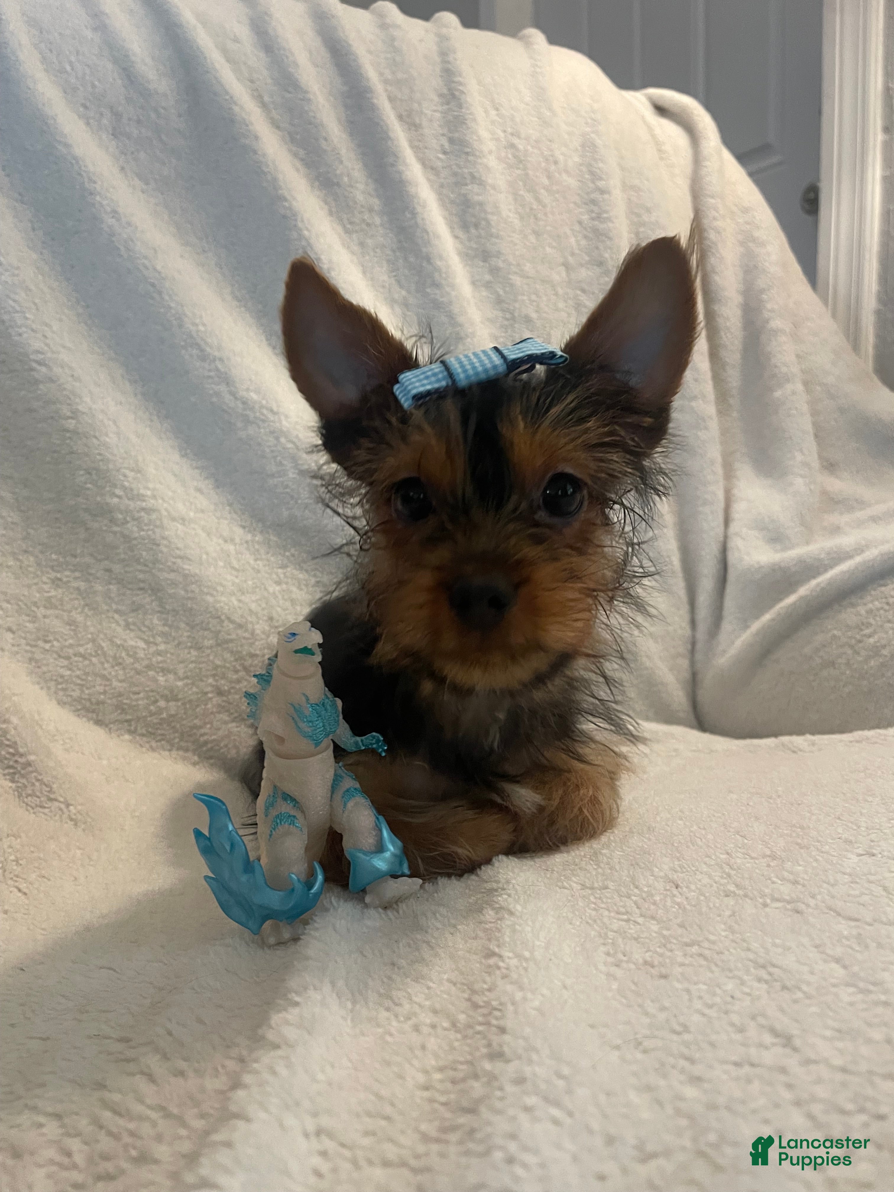 Yorkshire Terrier dogs Yorkshire Terrier 2 - Ad 1