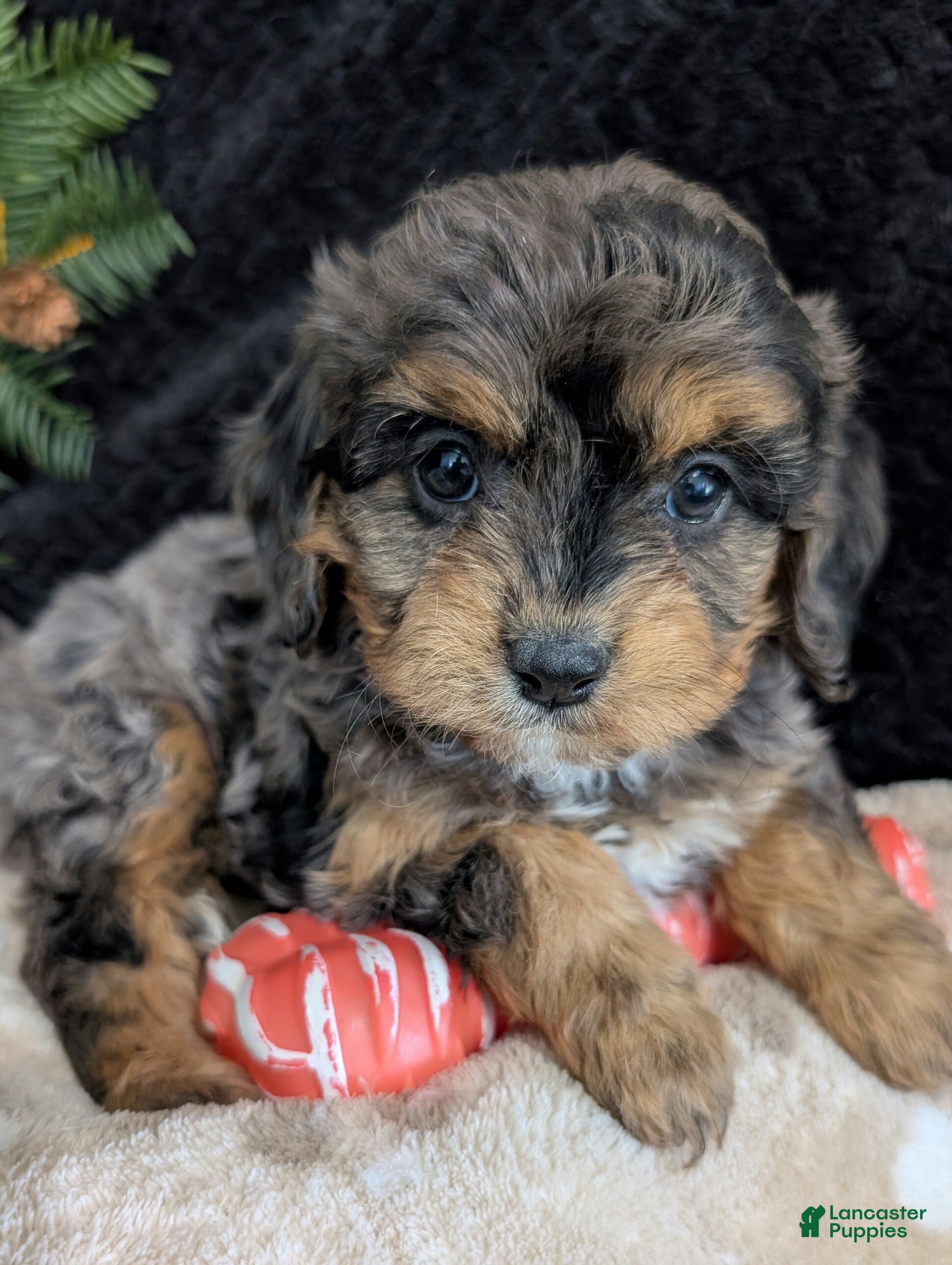 Cavapoo dogs Twila  - Ad 1