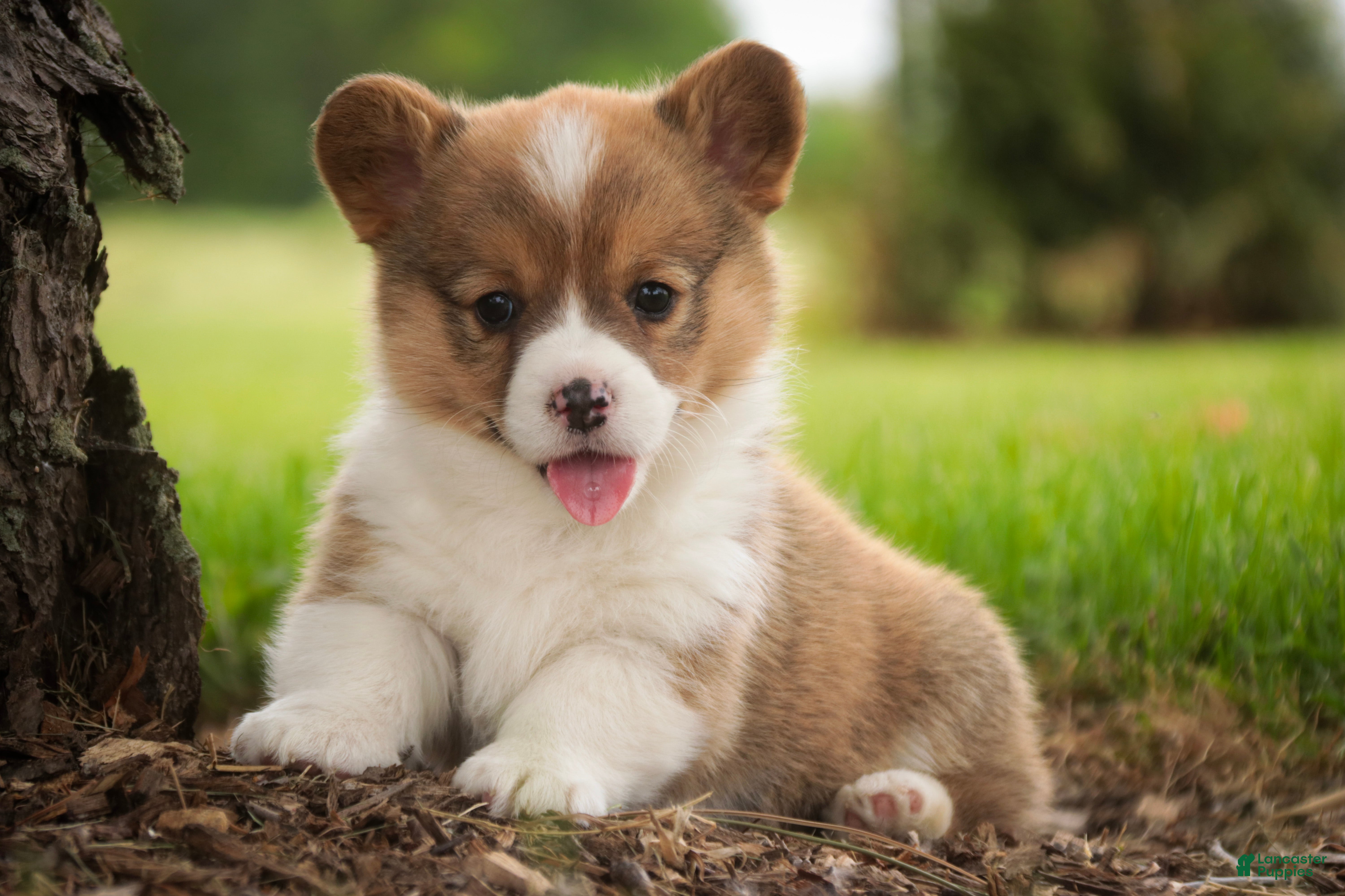 Welsh Corgi Pembroke dogs Bo Peep - Ad 1