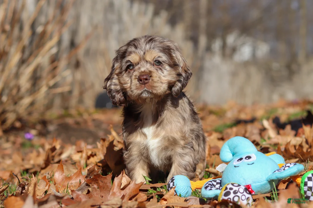 Cocker Spaniel dogs for sale: Haley - Ad 2